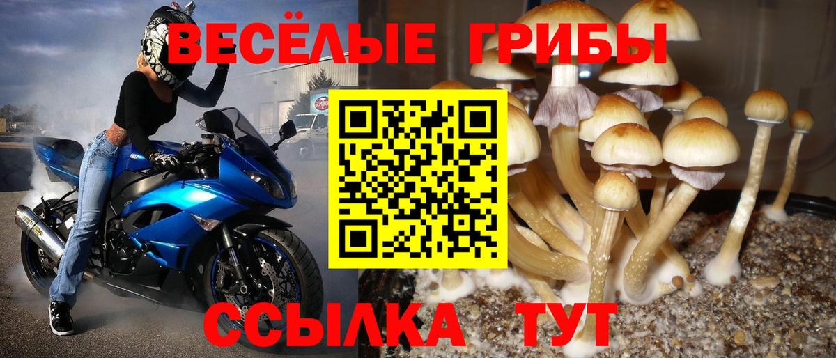 Галлюциногенные грибы Psilocybe Приморско-Ахтарск